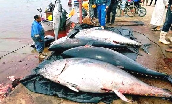 34 طلبا للمشاركة في حملة صيد التونة الحمراء لهذا العام